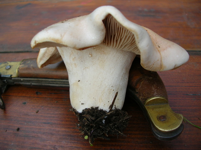 Dubbi su Hebeloma sinapizans